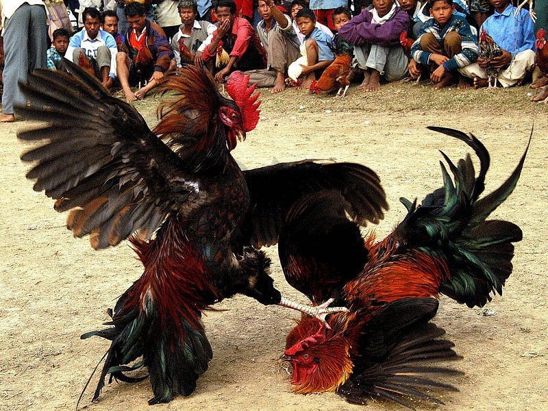 Kinh nghiệm đá gà khiến các game thủ nhanh phát tài